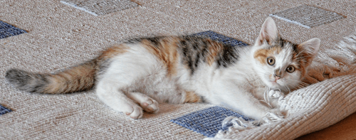 How to Prepare a Rug for Long Term Storage post