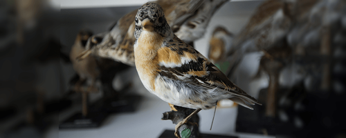 How to Properly Prepare & Store Your Taxidermy Collection post
